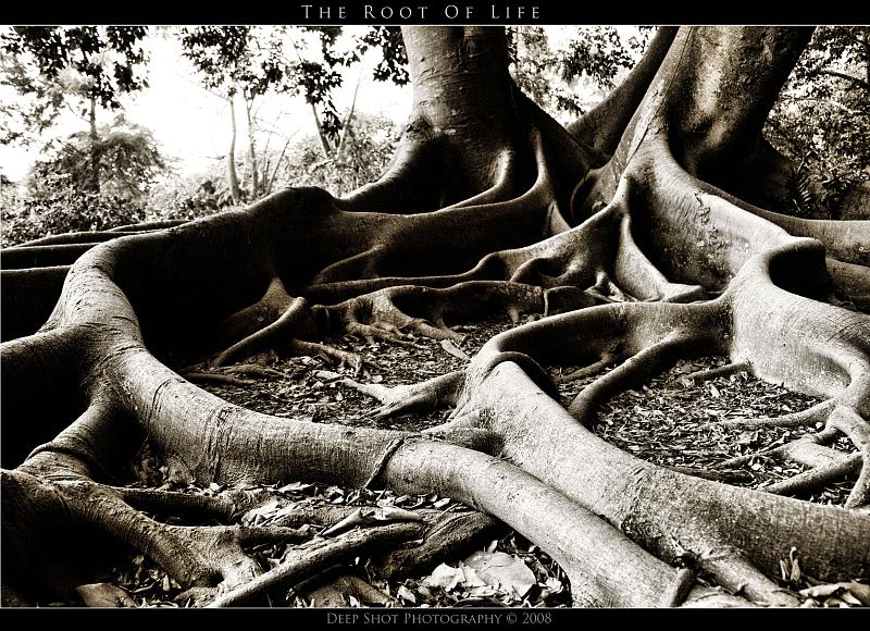 Manifiesto para organizaciones radicales