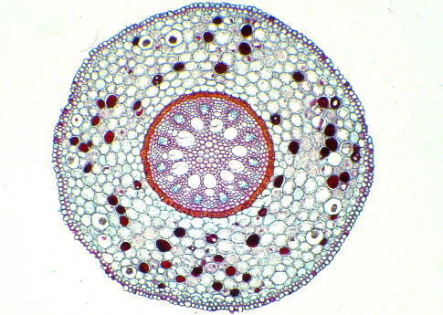 Los modelos universitarios tradicionales: Nuevas vías para un aprendizaje significativo